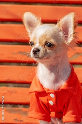 Chihuahua puppy semi-profile in orange clothes. Portrait of a cute purebred chihuahua. White Chihuahua puppy on the orange bench.