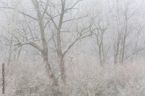 Frost covered woodland in Turiec region, Slovakia. photo