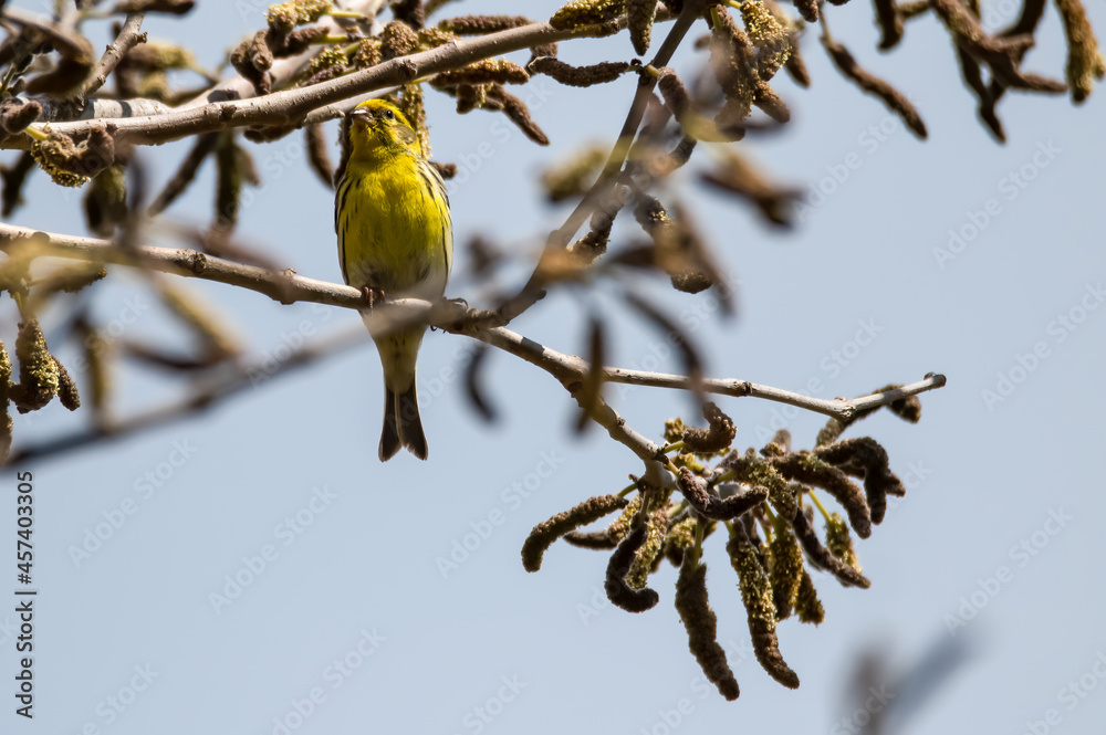 Serin bird sitting on a branch of a plant Serin bird sitting on a branch of a plant