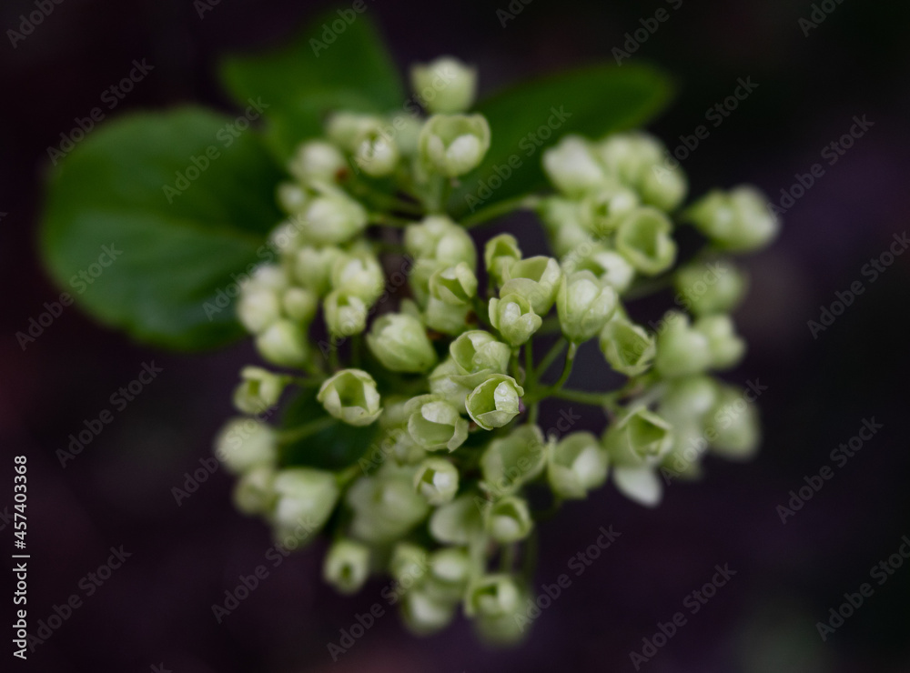 closeup macro green and white budding tree flowers closeup macro green and white budding tree flowers