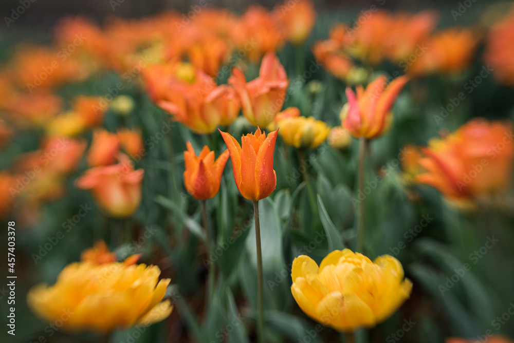 closeup of orange and yellow tulips in flower bed with creative blur closeup of orange and yellow tulips in flower bed with creative blur