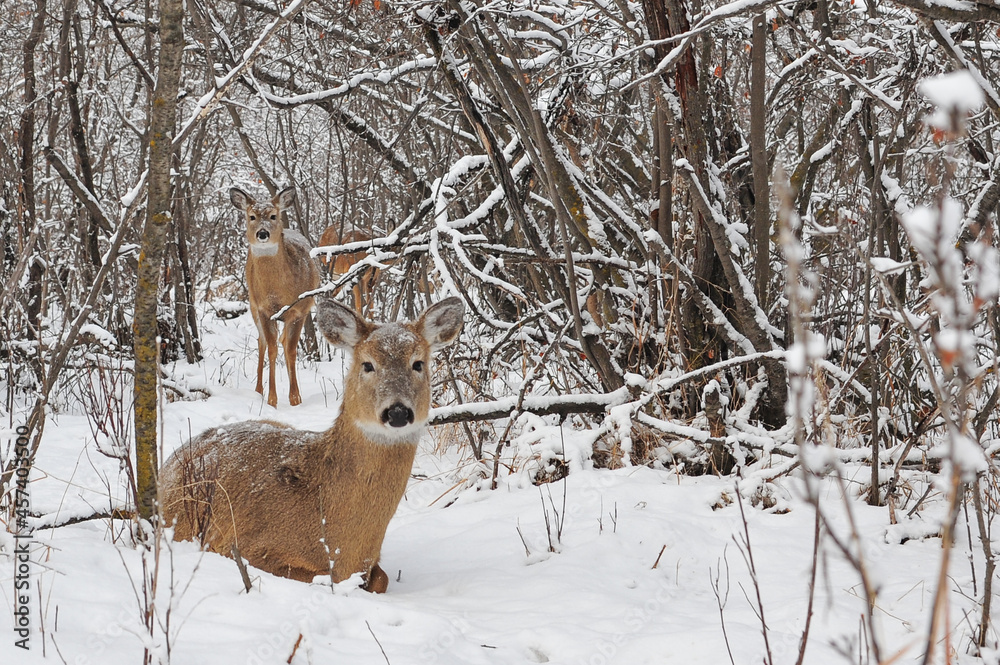 Family of White Tail deer in winter forest at city park Family of White Tail deer in winter forest at city park