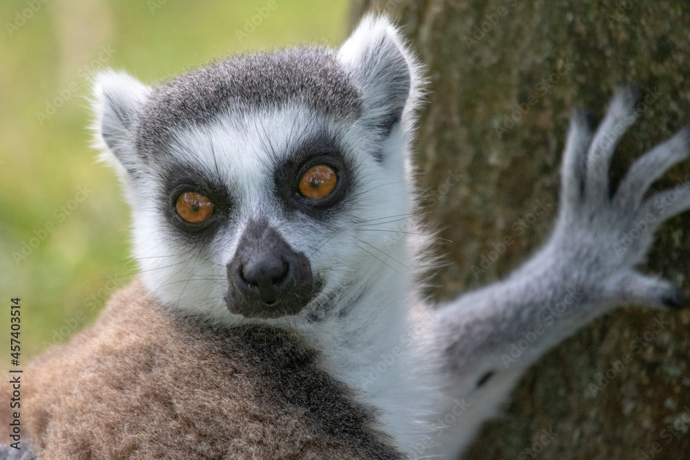 Obraz premium Lemur looking in the camera