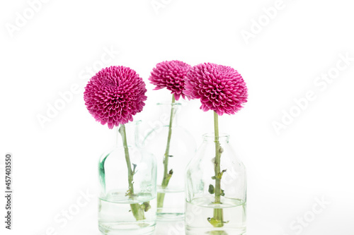 Cluster of pink dahlias in bud vases on bright white background