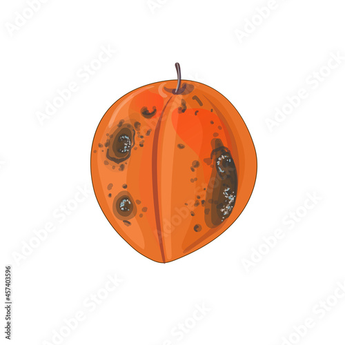 Rotten orange apricot in cartoon style. Stock vector illustration isolated on a white background.