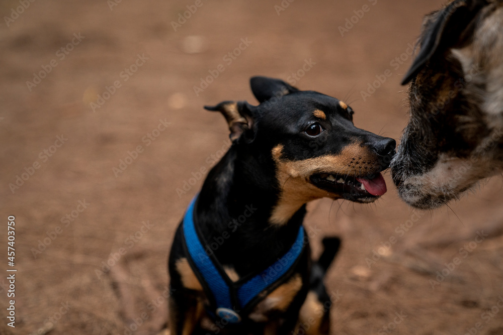 Lively puppy wearing a safety vest encounters a larger dog on a trail