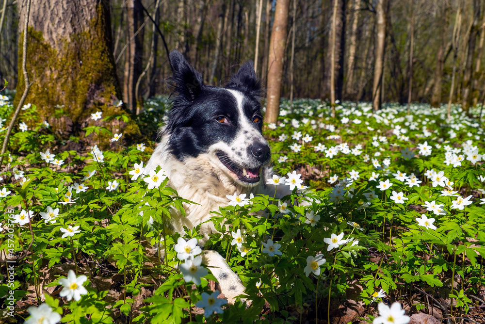 A black and white dog lies smiling in a clearing in flowers.