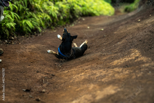 Hot pup cooling off by rolling around on dirt trail during a hike photo