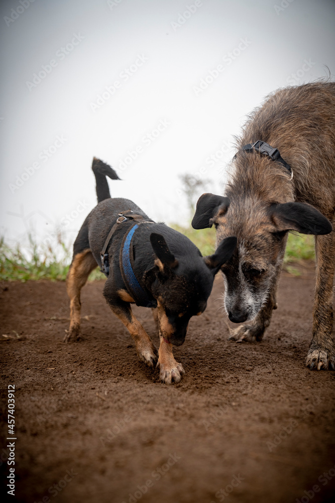 Elderly dog diligently watching small puppy dig a hole in the ground Elderly dog diligently watching small puppy dig a hole in the ground