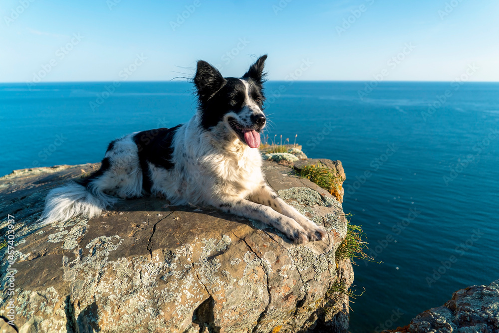 A border collie dog lies on a stone cliff on the seashore.