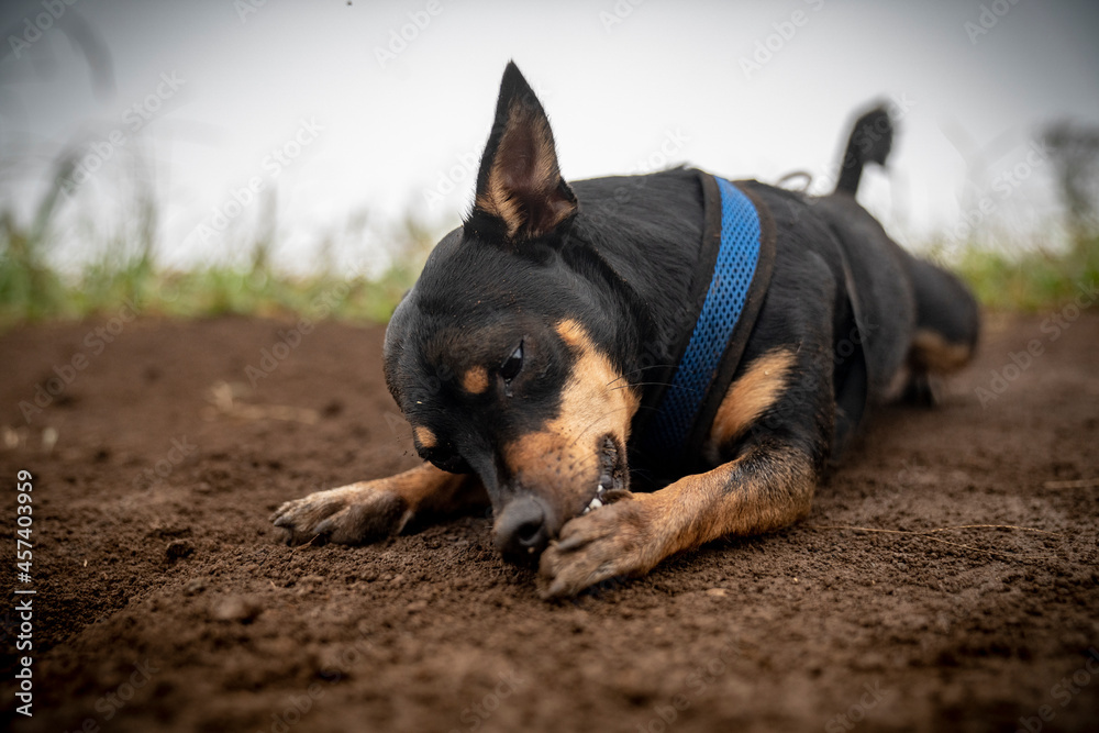 Petite dog licking his paw while laying on a trai - obrazy, fototapety, plakaty 