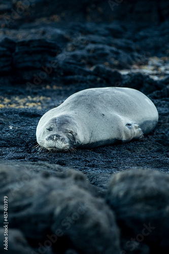 Canvas-taulu Hawaiian Monk Seal falling asleep on rocks at the beach during sunset