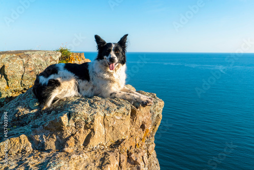 A border collie dog lies on a stone cliff on the seashore.