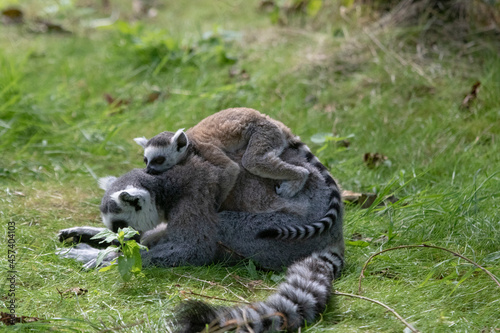 Black and white striped lemur annimal with a young baby