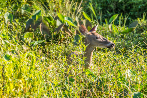 Deer standing in the wetlands © Sandra Burm
