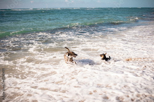 Two dogs running in the seawater to cool off