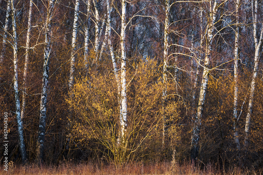 custom made wallpaper toronto digitalBlooming hazels and silver birches lit by late evening light, Slovakia