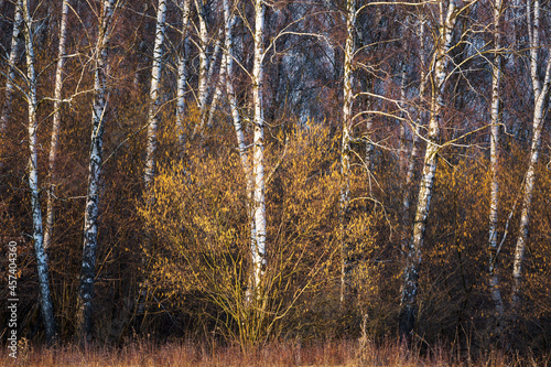 Wallpaper Mural Blooming hazels and silver birches lit by late evening light, Slovakia Torontodigital.ca