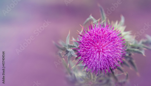 Scottish thistle. Purple thorny thistle flower. Nature. Closeup. 