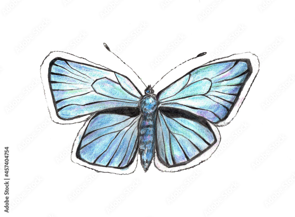 Blue realistic painted butterfly, realistic insects Blue realistic painted butterfly, realistic insects