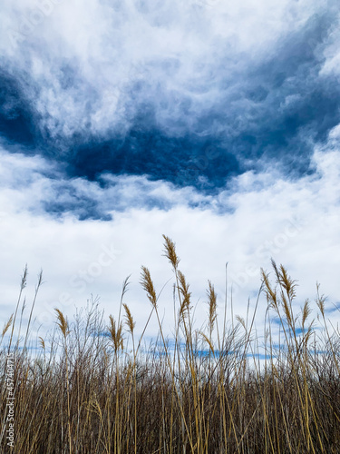 tall grasses on riverbank reach toward a bright sky on country trail