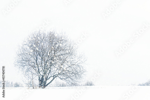 winter background of lonely tree on a meadow on a snowy day