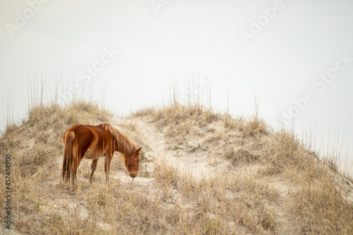 Wild horses in the sand dunes in Corolla, NC.