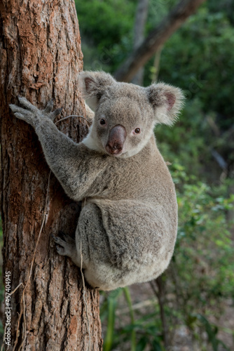 Photography koala in tree australian national park