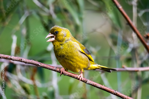 greenfinch bird sitting on a branch