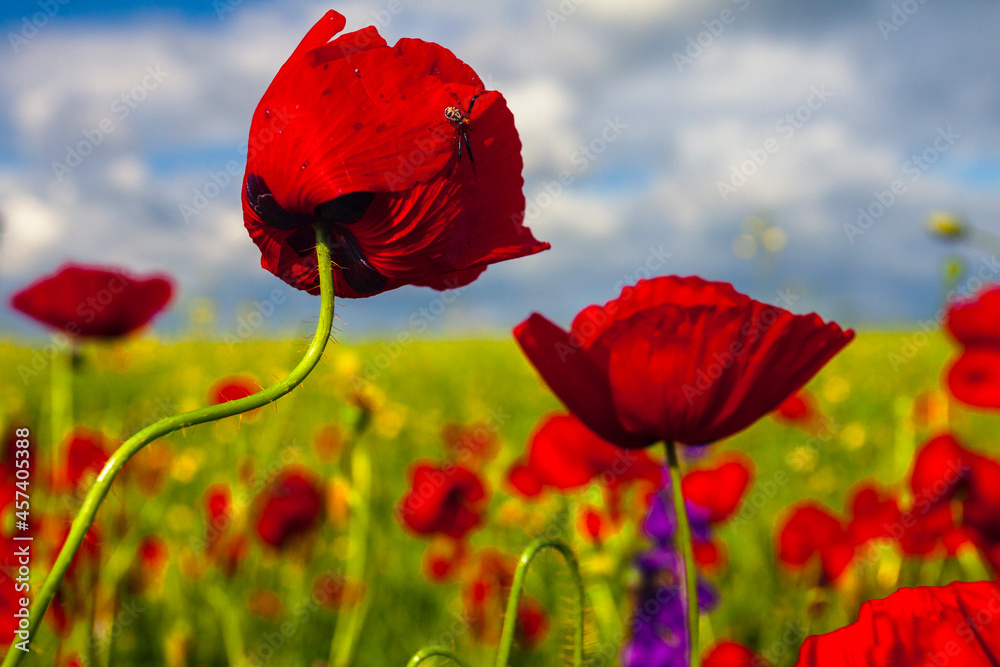 Fototapeta premium Spider on a poppy - Spring field of poppies