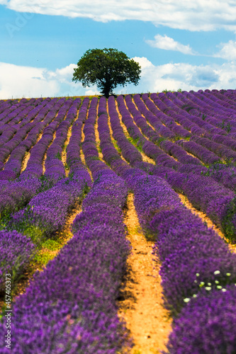 Violet lavender furrows ending by a hill