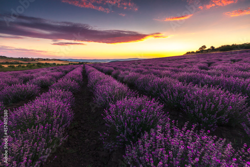 Lavender field at sunrise - Bulgarian lavender field