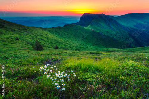 Bunch of daisies on a green mountain meadow at sunrise