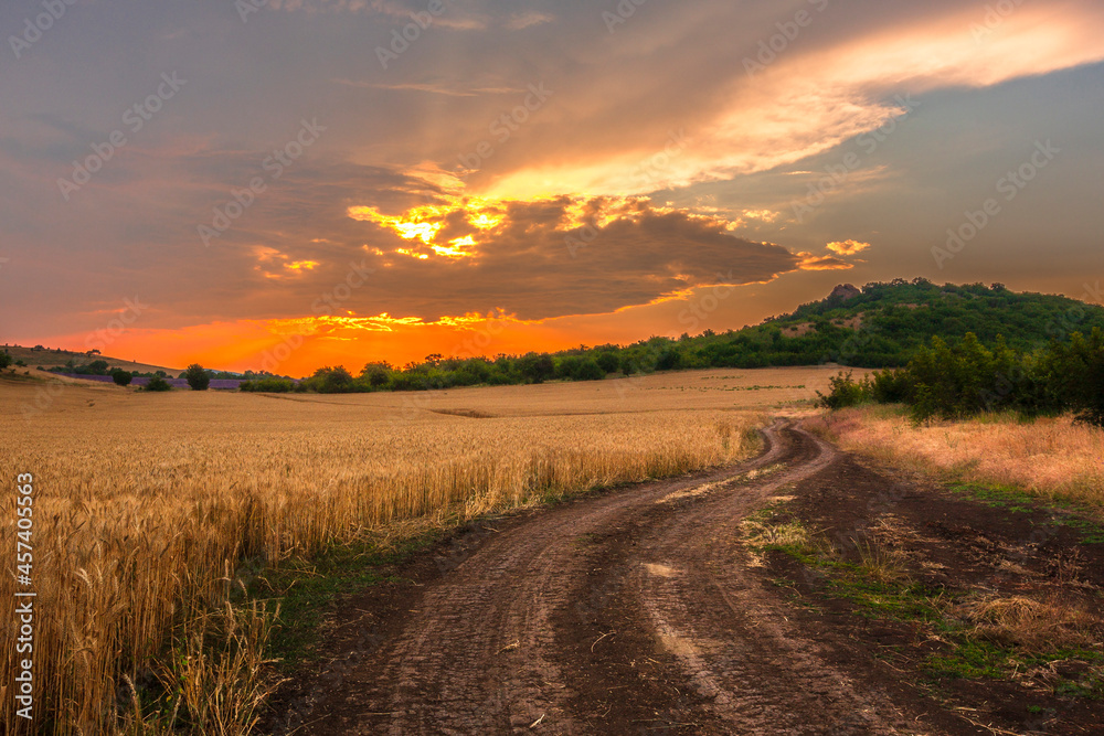 Summer road across a wheat fields