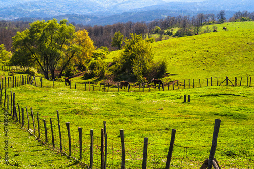 Beauty of Strandzha Mountains - Horses grazing on a green meadow photo