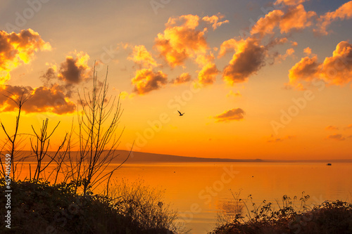 Εκτύπωση καμβά Vaya Lake - Bird flying by a lake in sunset