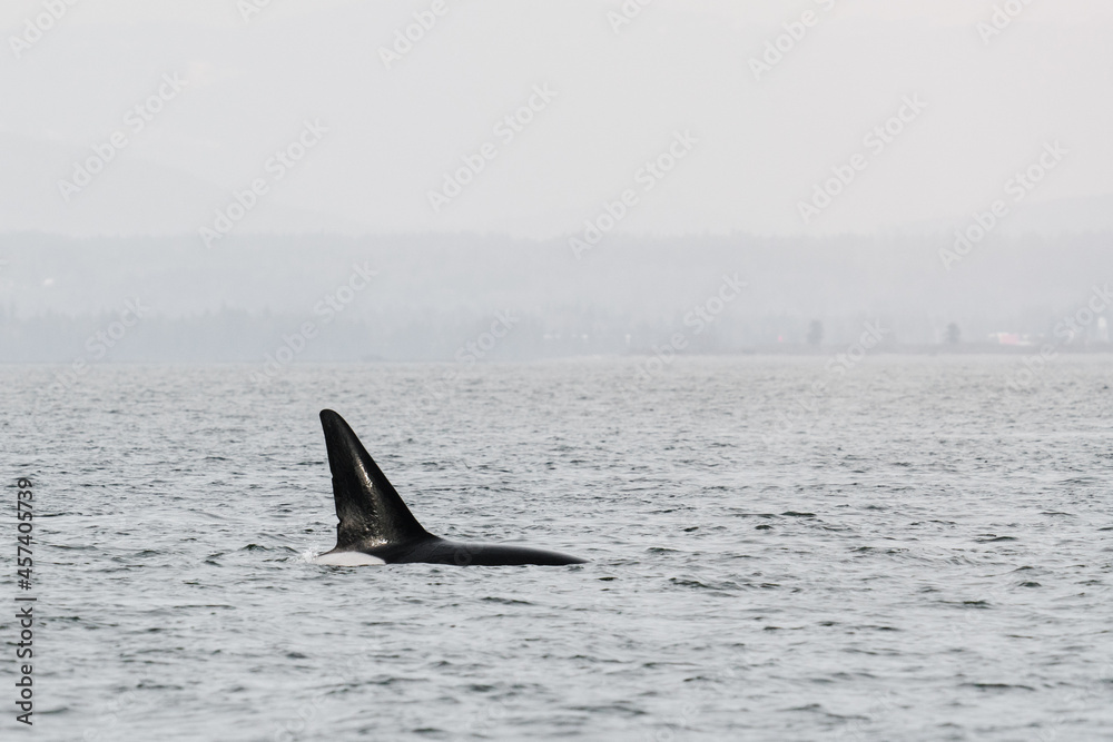 Cropped view of the dorsal fin of an Orca Whale in Puget Sound Cropped view of the dorsal fin of an Orca Whale in Puget Sound