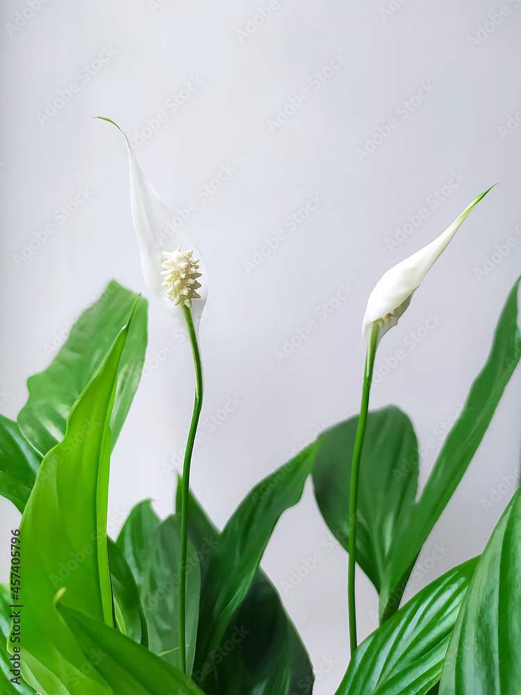 Fototapeta premium two spathiphyllum flowers with green leaves on a light background