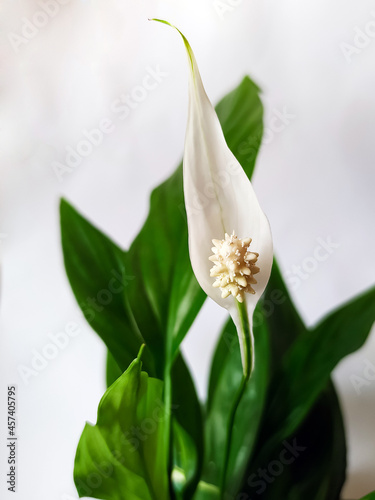 blooming spathiphyllum flower with green leaves on a light background
