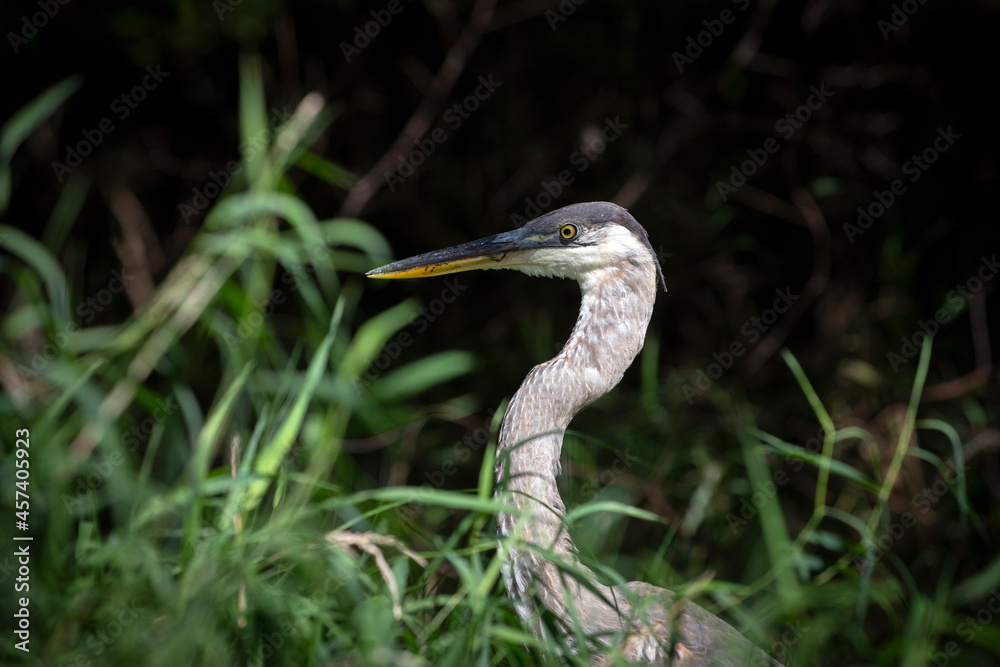 Great blue heron ( Ardea cinerea ) is the largest American heron hunting small fish, insect, rodents, reptiles, small mammals, birds and especially ducklings. Great blue heron ( Ardea cinerea ) is the largest American heron hunting small fish, insect, rodents, reptiles, small mammals, birds and especially ducklings.