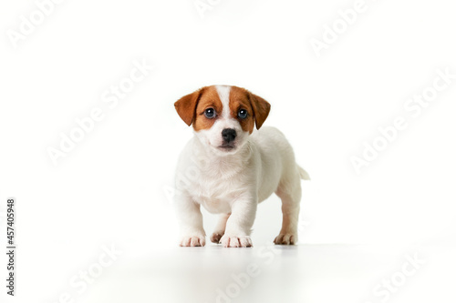 Jack Russell Terrier puppy looking to the camera