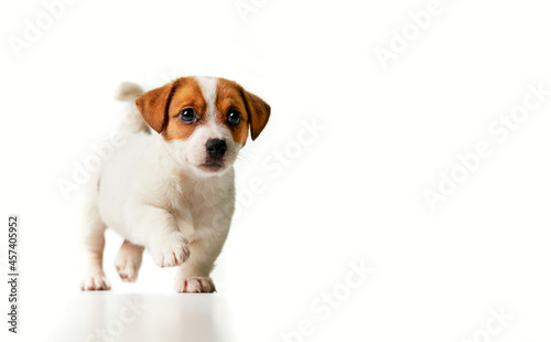Jack Russell Terrier puppy walking and looking to the right