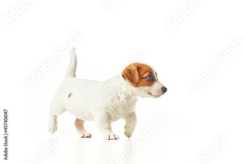 Fototapeta Naklejka Na Ścianę i Meble -  Jack Russell Terrier puppy walking to the right