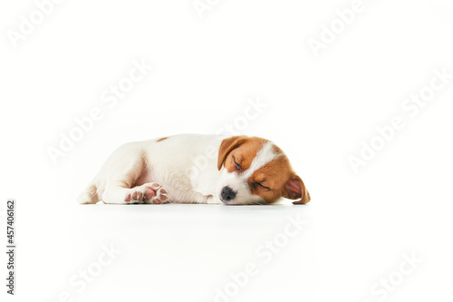 Jack Russell Terrier puppy sleeping