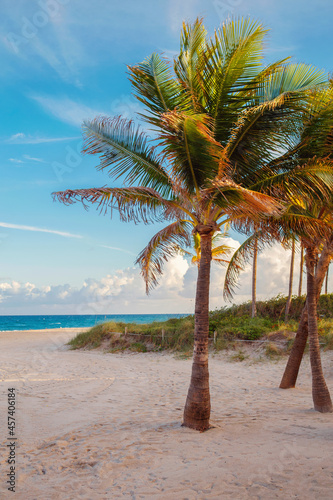 Florida empty beach landscape with tall palm trees and ocean at sunset