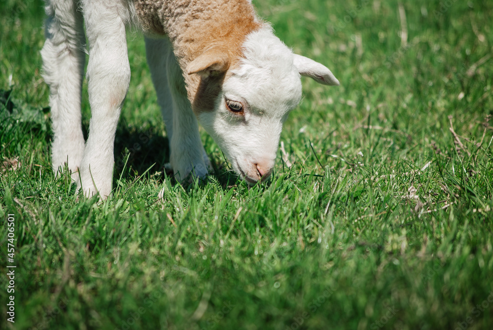 Obraz premium Little lamb on the pasture eats green grass