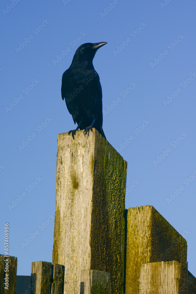 Fototapeta premium Raven Sitting On Fence Post Along The Ocean