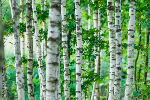 Forest and trees as a background. Forest with birches. Natural landscape in s...