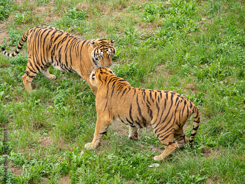 Dos tigres con pelaje dorado a rayas negras en la hierba verde  enfrentados de pie    en el exterior  Espa  a   verano de 2020