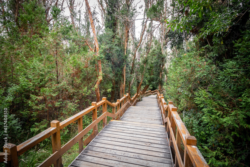 Fototapeta premium Stairs of the Arrayanes Forest promenade on Victoria Island, Villa La